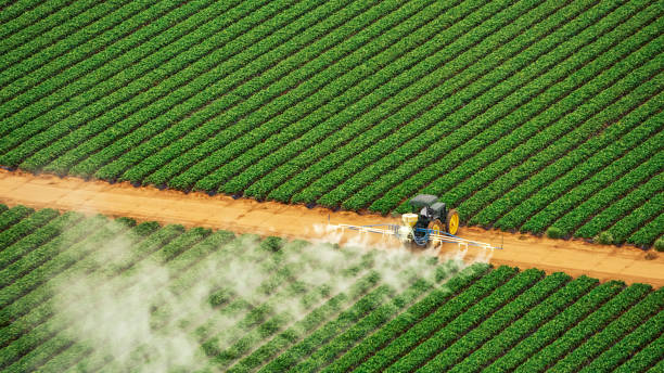 Best Pest Removal Services  in Staples, MN