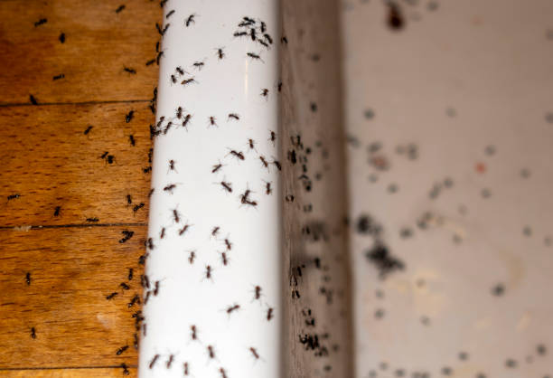 Staples, MN Pest Control Company